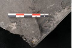Foto (Detailansicht) von Plantae indet.  (NHMW-GEO-2024-0188-11493)
